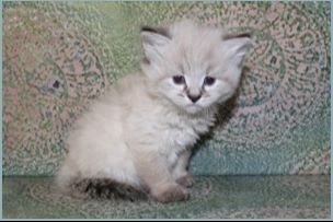 Male Siberian Kitten from Deedlebug Siberian